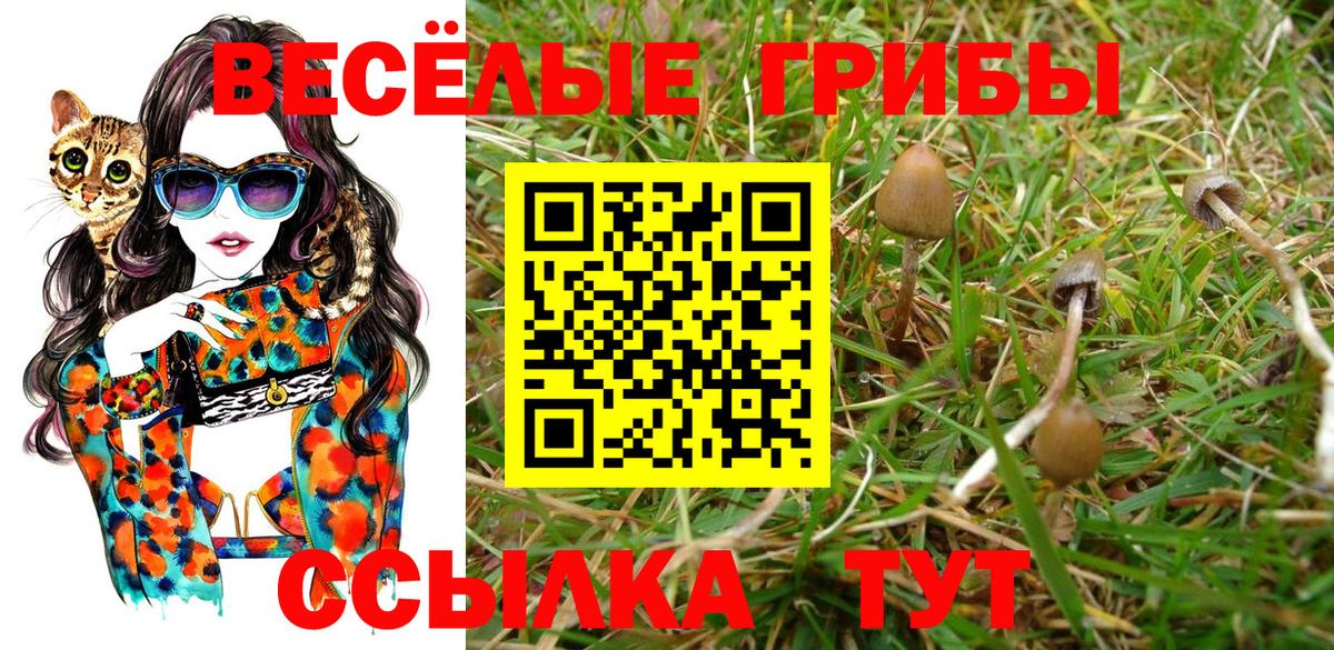 Псилоцибиновые грибы Psilocybine cubensis Тамбов
